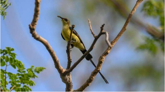 Beautiful Sunbird 